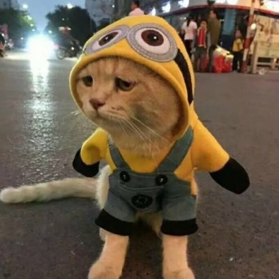 猫咪头像呆萌高清大全2024 最新猫咪微信头像独一无二