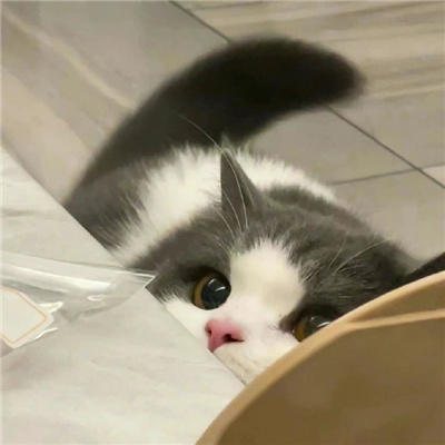 2024让铲屎官疯狂倾心的小猫头像 你哄我的时候我就觉得你特别爱我