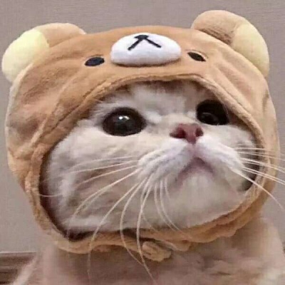 猫咪情侣头像一人一张配对 呆萌呆萌猫咪情侣头像2024