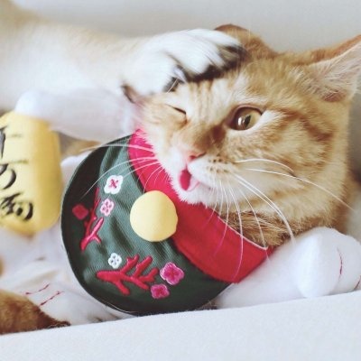 猫狗情侣头像一左一右 最新微信萌宠情侣头像幽默呆萌