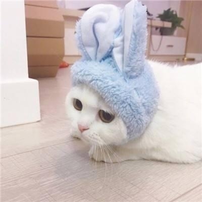 猫咪情侣头像两张一对呆萌 萌宠个性情侣头像大全