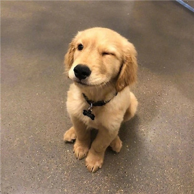 狗狗wink超级呆萌的个性头像 生活总有遗憾但未来依旧美好