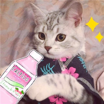 萌萌哒猫咪头像呆萌逗比2024 讨厌半生不熟的人际关系