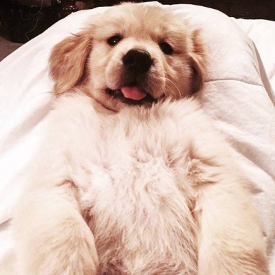 金毛头像呆萌高清大全 微信萌宠动物头像2024精选