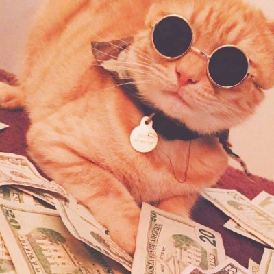 呆萌又搞笑的小猫咪头像 招财猫咪好运微信头像