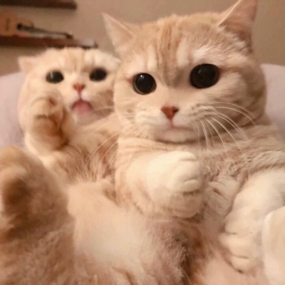 2024萌宠动物闺蜜头像一人一张 瞒着宇宙山河悄悄想了你一下