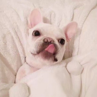 2024最好看的微信情侣头像狗狗一对 呆萌幽默的动物情侣头像