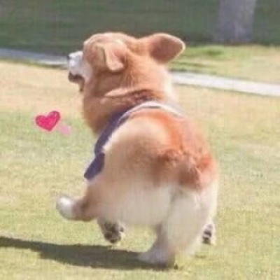 微信情侣头像萌宠两张配对 幽默呆萌动物头像情侣一人一张