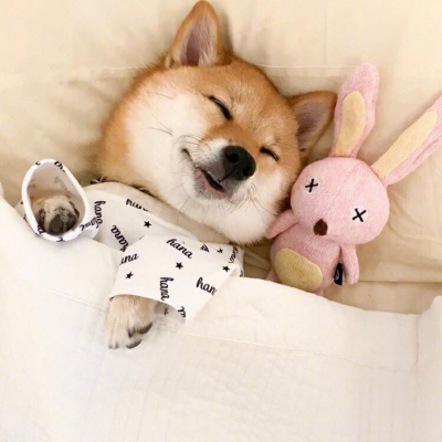 呆萌呆萌小狗狗头像大全 最近热门的狗头像