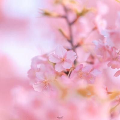 五月带好运头像风景图片 2024五月份吉利微信风景头像