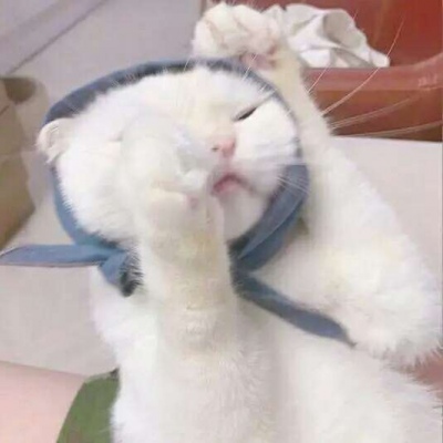 微信头像猫咪搞笑呆萌大全 躲了一辈子雨雨会不会难过