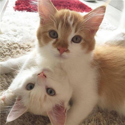 超呆萌女生长发头像2024最新 别拿我的忍耐当你自己玩笑