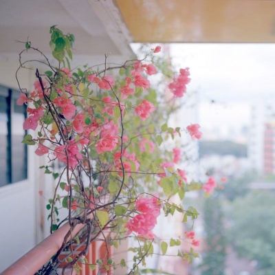 2024五月微信头像唯美风景大全 好看带好运的花朵头像