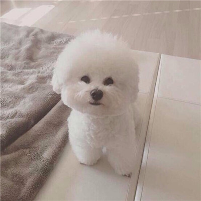 呆萌比熊小天使头像高清2024 我是一只呆萌汪