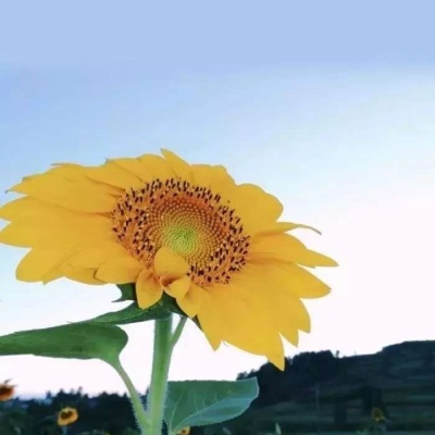 2024八月风景头像唯美好看 八月来好运的头像大全