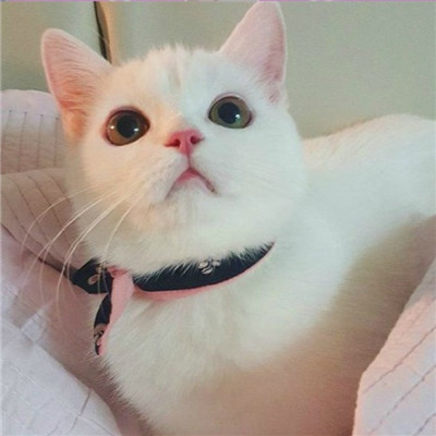 2024超级呆萌的猫咪卖萌头像 徒怀一腔对真的渴求