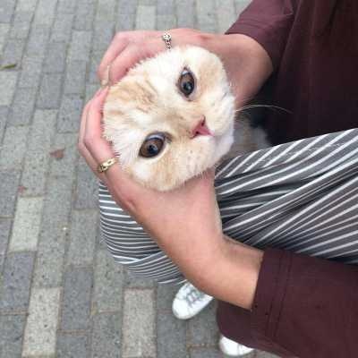 呆萌猫咪情侣头像一对2024最新 和喜爱的人在一起就是养生