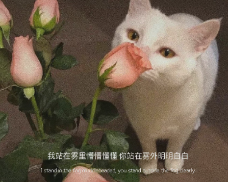 比较柔和的日系风格的英文网名 好听又很甜美的英文网名