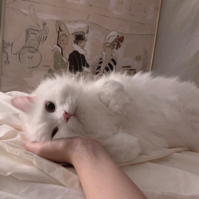 最新微信猫咪头像幽默大全 我要坚强到让人妒忌