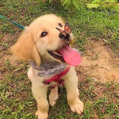 治愈系的萌宠很呆萌微信 在最长的冬夜里一起等春风拂面