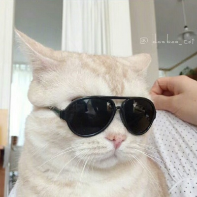 微信猫咪头像呆萌高清 超级呆萌萌的小动物头像猫咪