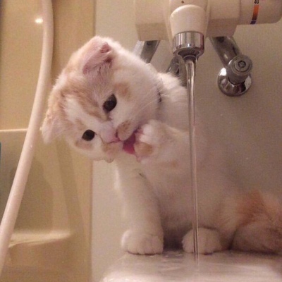 最新微信猫咪头像幽默呆萌 小猫猫呆萌头像合集