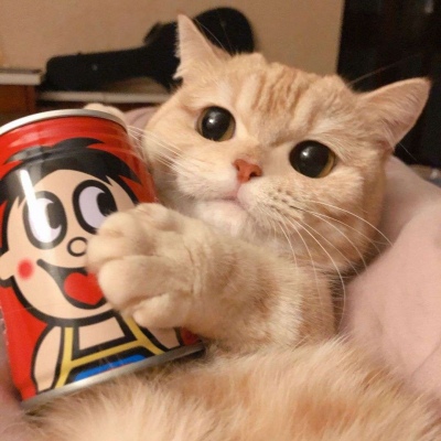 呆萌猫咪头像高清好看 萌萌哒猫咪头像精选