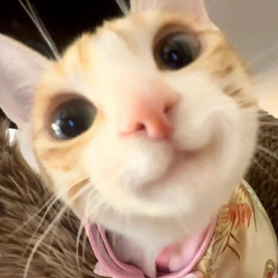 猫猫狗狗探头的呆萌幽默发怒分钟便失去了秒的幸福