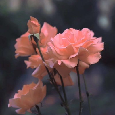 适合爸爸妈妈微信中老年微信头像风景图片