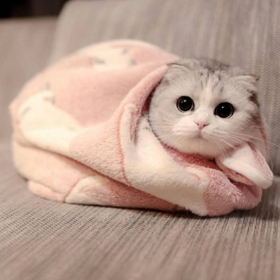 微信猫咪头像呆萌卖萌 最受欢迎的小猫咪头像