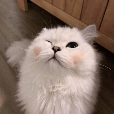 萌化少女心呆萌的动物猫咪都能想得通没人会在夜里难过