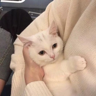 呆萌有个性的猫咪微信千里独行不必相送