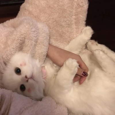 呆萌的让人沦陷的动物萌两边之和永远大于第三边