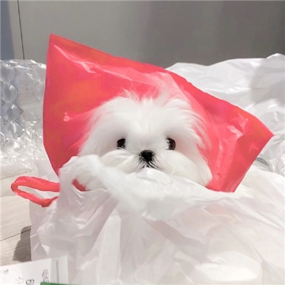 超级呆萌且萌宠的小狗头像合集 欢迎进入小狗频道