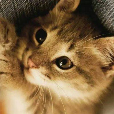 高清呆萌小动物微信高外貌萌宠乖乖好看头像