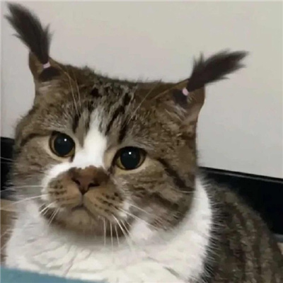 呆萌洒脱的情头头像超萌 晚风吹人醒万事藏于心