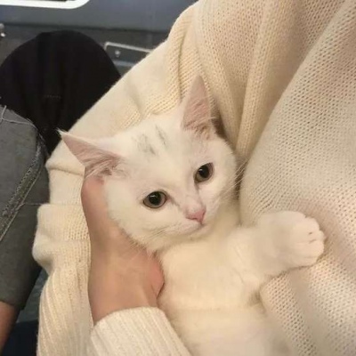 呆萌猫咪微信头像大全 抱猫咪的头像高清呆萌