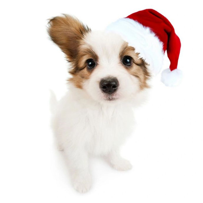 萌宠圣诞头像合集超有圣诞氛围 把麋鹿挂在树上把你挂在心上