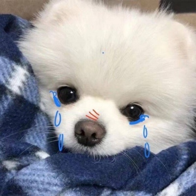 超级治愈的萌宠头像高清精选 要开心你迟早会是别人的珍品