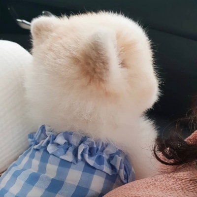 夏季专用的呆萌小猫咪头像精选 有你在落日都显得那么耀眼