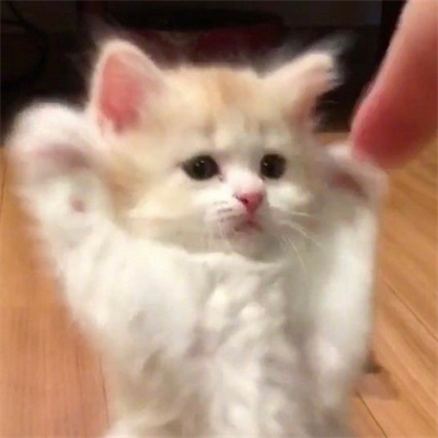 最新呆萌猫咪头像超萌高清合集 与猫度过的时光从不会荒废