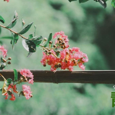 专属于三月的唯美意境风景三月读书旅游早睡早起