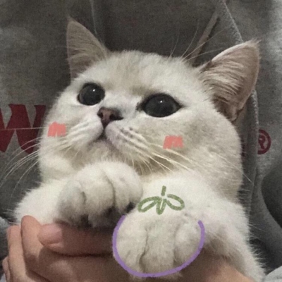 最新版很个性超级萌的猫与其追星星不如成为星星一样的人