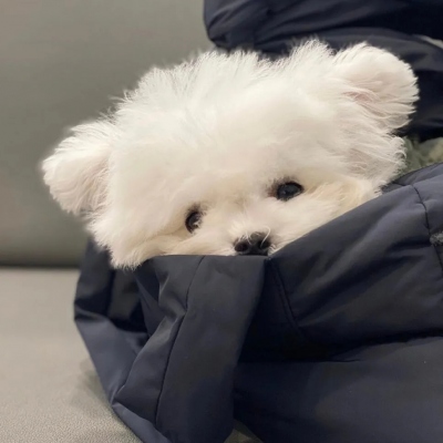 超呆萌的萌宠超级有个性的力量有很多种心平气和那种最坚定