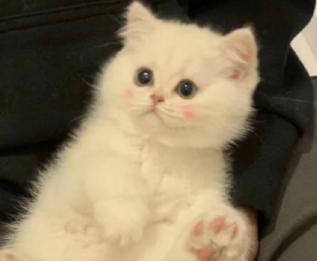 游戏网名女生沙雕呆萌 很少有人用的游戏网名