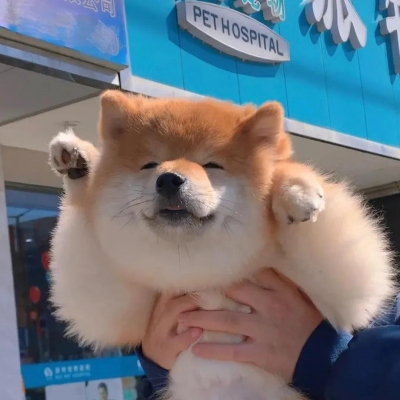 精选呆萌的狗狗萌宠热门头像大全 萌化人心的呆萌狗狗精选