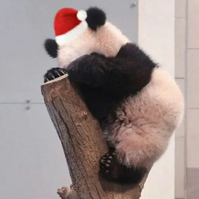 戴圣诞帽的萌宠动物头像最新版 我呆萌成这样做你的圣诞礼物好不好