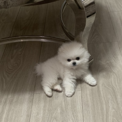 最新呆萌的萌宠动物个性愿新年胜旧年平平安安