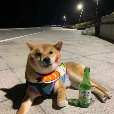 呆萌让人有保护欲的萌宠头像大全 春天来的很慢春天才有唯美