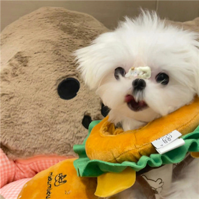 马尔济斯小狗头像超级呆萌 明年又会是什么样的剧本呢